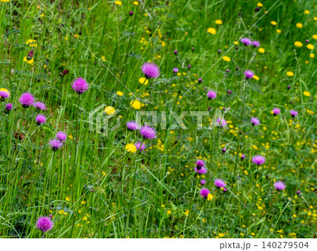 道のそばにある法面に咲く野アザミの花 道のそばにある法面に咲く野アザミの花 140279504