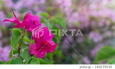 Vibrant pink bougainvillea flower cluster blooming beautifully on a garden bush. The delicate petals stand out against a softly blurred background of green foliage. 140279530