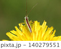 ブタナの花にとまるホシササキリの幼虫 140279551