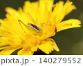 ブタナの花にとまるホシササキリの幼虫 140279552