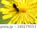 ブタナの花で花粉を集めるイワタチビツヤハナバチと思われるハナバチの仲間 140279553
