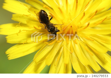 ブタナの花で花粉を集めるイワタチビツヤハナバチと思われるハナバチの仲間 140279553