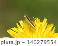 ブタナの花にとまるホシササキリの幼虫 140279554
