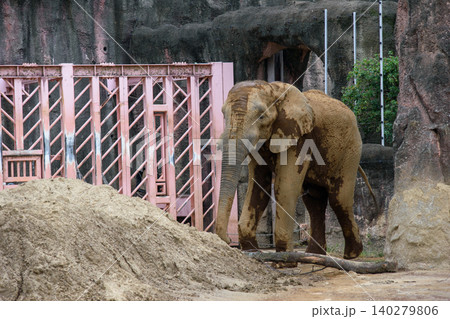 動物園で水を飲むゾウ 140279806