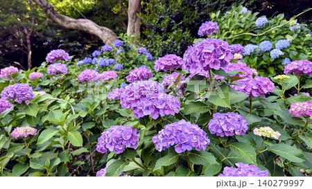 梅雨前に咲いた紫陽花 140279997