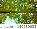 見上げる新緑と竹の棒 140280035