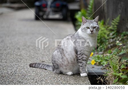 佐渡島 宿根木の小路で出会った猫 佐渡島 宿根木の小路で出会った猫 140280050