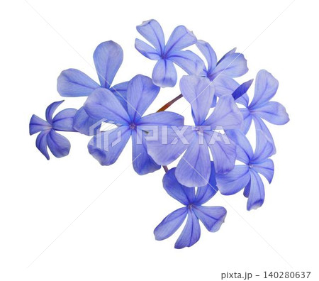 Blue plumbago auriculata flowers isolated on white background. 140280637