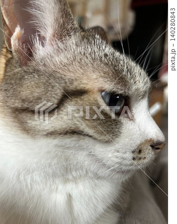 猫の横顔のアップ(さくらねこ・地域猫・室内イメージ) 猫の横顔のアップ(さくらねこ・地域猫・室内イメージ) 140280843