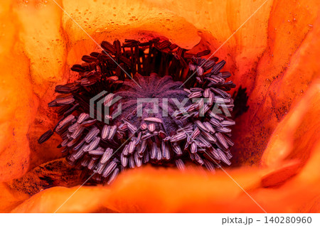 Extreme Macro Close Up of Red Poppy Flower Center 140280960