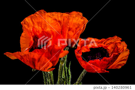 Vibrant Red Poppy Flowers with Water Drops on Black Background Vibrant Red Poppy Flowers with Water Drops on Black Background 140280961