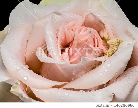 Beautiful blooming pale pink rose with water drops on black background 140280966