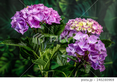 Beautiful purple hydrangea flowers blooming against dark green foliage Beautiful purple hydrangea flowers blooming against dark green foliage 140280969