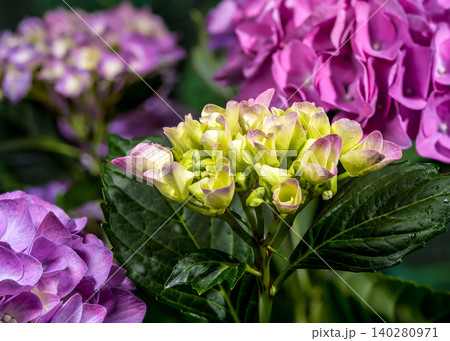 Beautiful purple hydrangea flowers blooming against dark green foliage 140280971