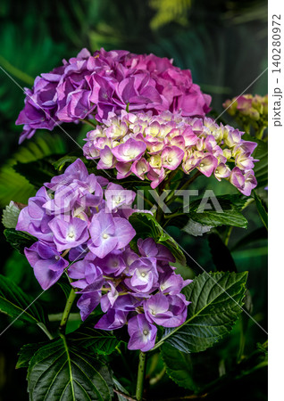 Beautiful purple hydrangea flowers blooming against dark green foliage 140280972