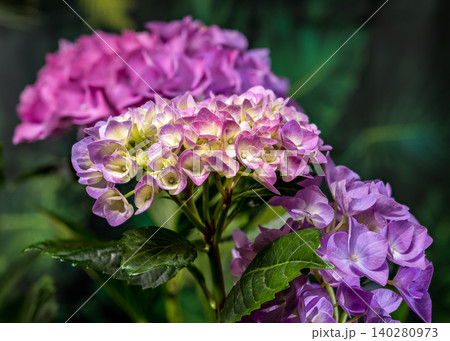 Beautiful purple hydrangea flowers blooming against dark green foliage Beautiful purple hydrangea flowers blooming against dark green foliage 140280973