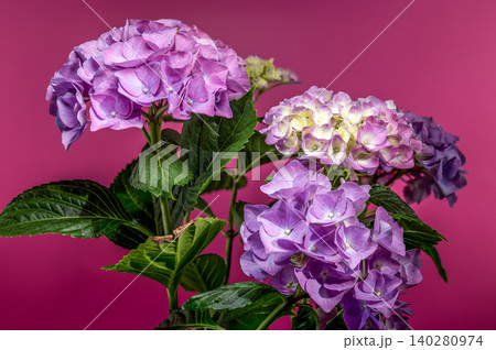 Beautiful blooming purple hydrangea flower close up against pink background 140280974