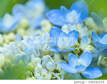 青い紫陽花 140282229