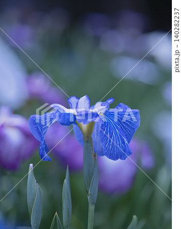 青い花菖蒲 青い花菖蒲 140282237