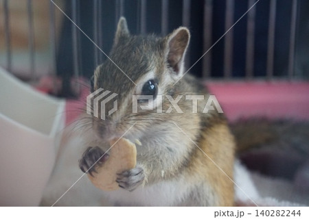 餌を食べるシマリス 餌を食べるシマリス 140282244