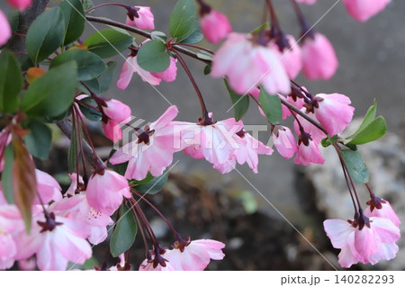 春の庭に咲くピンク色のハナカイドウの花 140282293