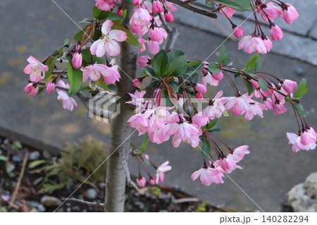 春の庭に咲くピンク色のハナカイドウの花 春の庭に咲くピンク色のハナカイドウの花 140282294