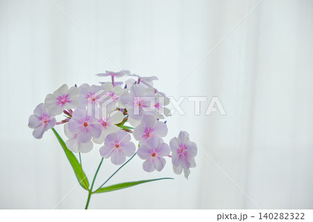 窓際の穏やかな光に映えるフロックスの花 窓際の穏やかな光に映えるフロックスの花 140282322