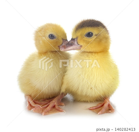 ducklings in studio 140282413