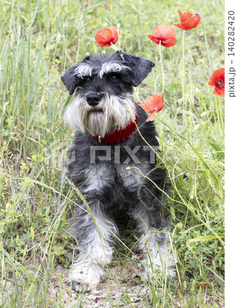 miniature schnauzer in nature miniature schnauzer in nature 140282420