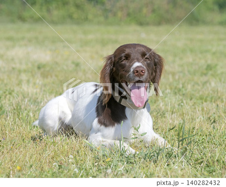 training of Small Munsterlander training of Small Munsterlander 140282432