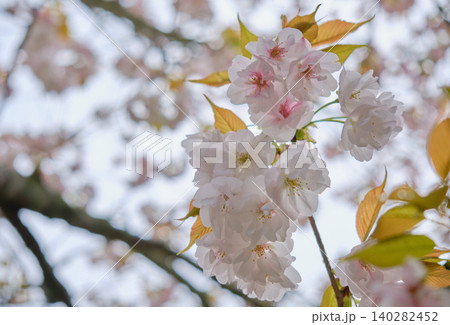春の日差しに映える桜 春の日差しに映える桜 140282452