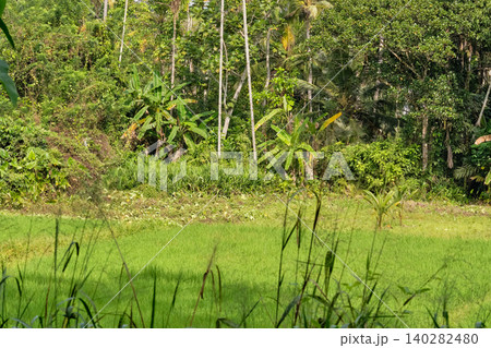 Lush tropical grassland with coconut palms and dense forest in Hikkaduwa Sri Lanka Lush tropical grassland with coconut palms and dense forest in Hikkaduwa Sri Lanka 140282480