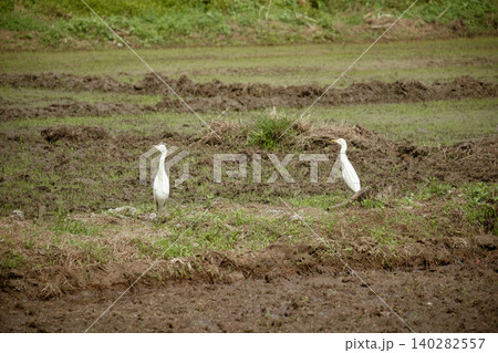Two white egrets foraging on flooded rice paddy with young green shoots Two white egrets foraging on flooded rice paddy with young green shoots 140282557