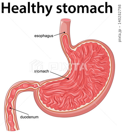Labeled Vector Diagram of a Healthy Human Stomach 140282798