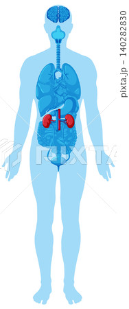 Human Body Silhouette with Highlighted Kidneys and Organs Human Body Silhouette with Highlighted Kidneys and Organs 140282830