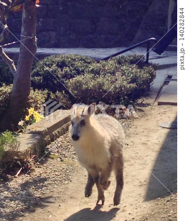山形の山寺にて遭遇したニホンカモシカの兄弟？ 140282844