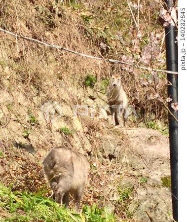 山形の山寺にて遭遇したニホンカモシカの兄弟？ 140282845