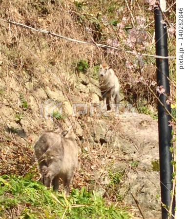 山形の山寺にて遭遇したニホンカモシカの兄弟？ 140282846