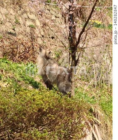 山形の山寺にて遭遇したニホンカモシカの兄弟？ 140282847