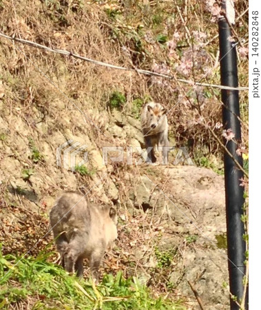 山形の山寺にて遭遇したニホンカモシカの兄弟？ 140282848