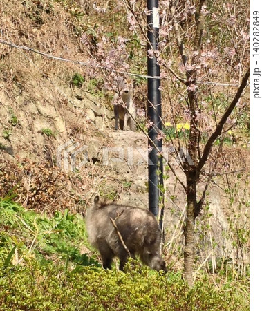 山形の山寺にて遭遇したニホンカモシカの兄弟？ 140282849