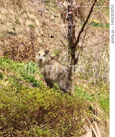 山形の山寺にて遭遇したニホンカモシカの兄弟？ 140282850