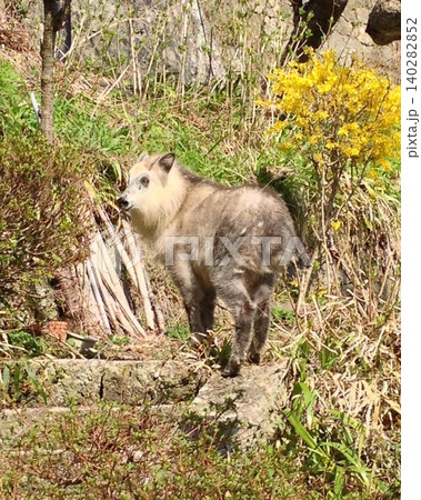 山形の山寺にて遭遇したニホンカモシカの兄弟？ 140282852