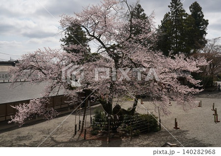 高麗神社の桜 140282968