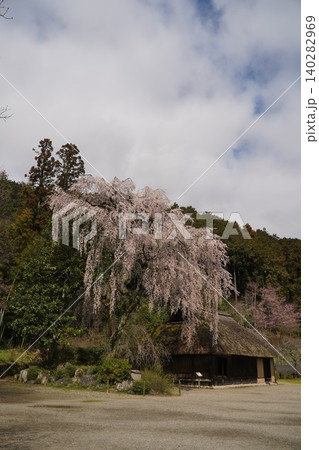 高麗神社旧高麗家住宅の枝垂れ桜 高麗神社旧高麗家住宅の枝垂れ桜 140282969