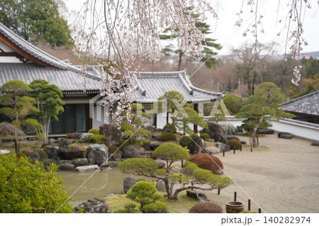 高麗山・聖天院・勝楽寺 しだれ桜と本堂 埼玉県日高市 高麗山・聖天院・勝楽寺 しだれ桜と本堂 埼玉県日高市 140282974