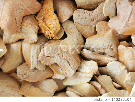 shark teeth collection texture 140283104