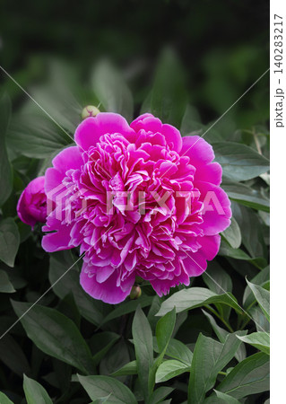 Close up photo of two pink peony flowers in partial bloom with layered petals and vivid coloration. 140283217