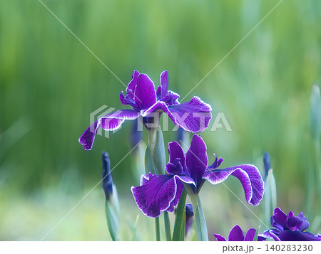 美しい花菖蒲 美しい花菖蒲 140283230