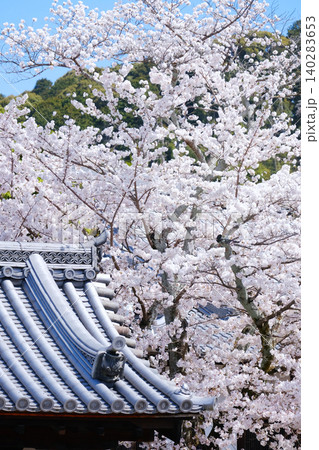 桜 さくら サクラ 140283653